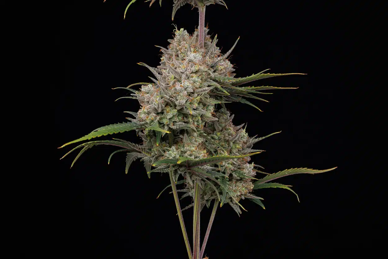 Hella Jelly Autoflower - photo credit - Neil Braybrook - Highigan on Youtube