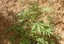 Cultivo guerrillero: Claves del éxito y errores Cultivo de marihuana de guerrilla