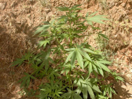 Cultivo de marihuana de guerrilla