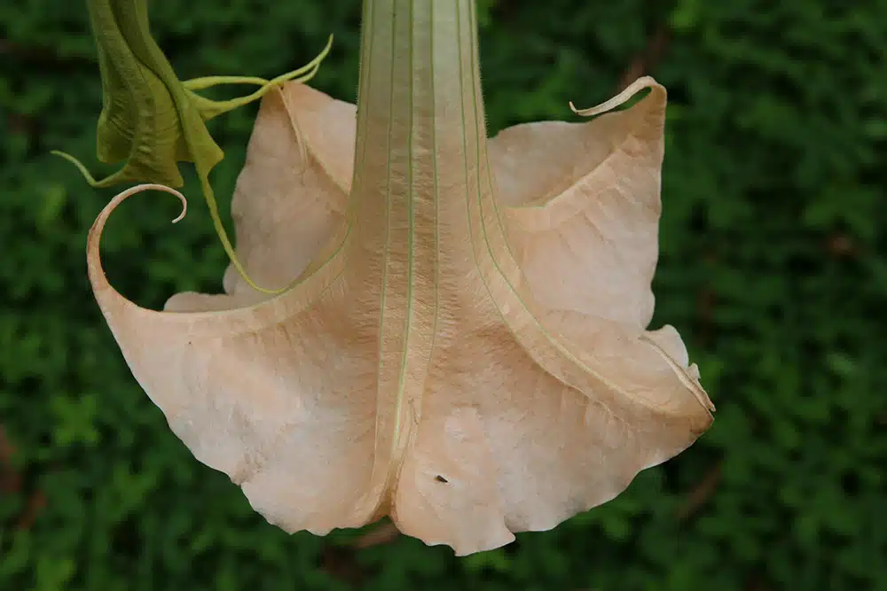 Vista de la flor de Toé (Brugmansia suaveolens)