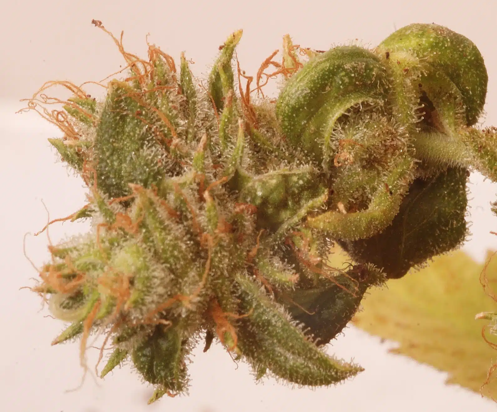 Cannabis medicinal detalle 1