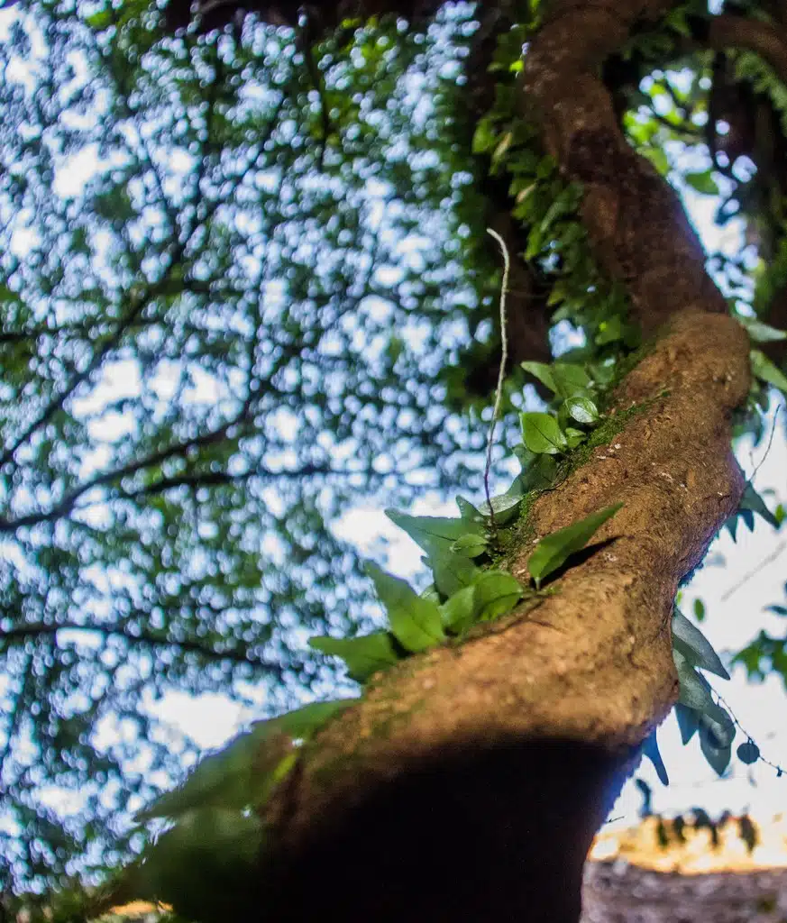 Ayahuasca detalle 1