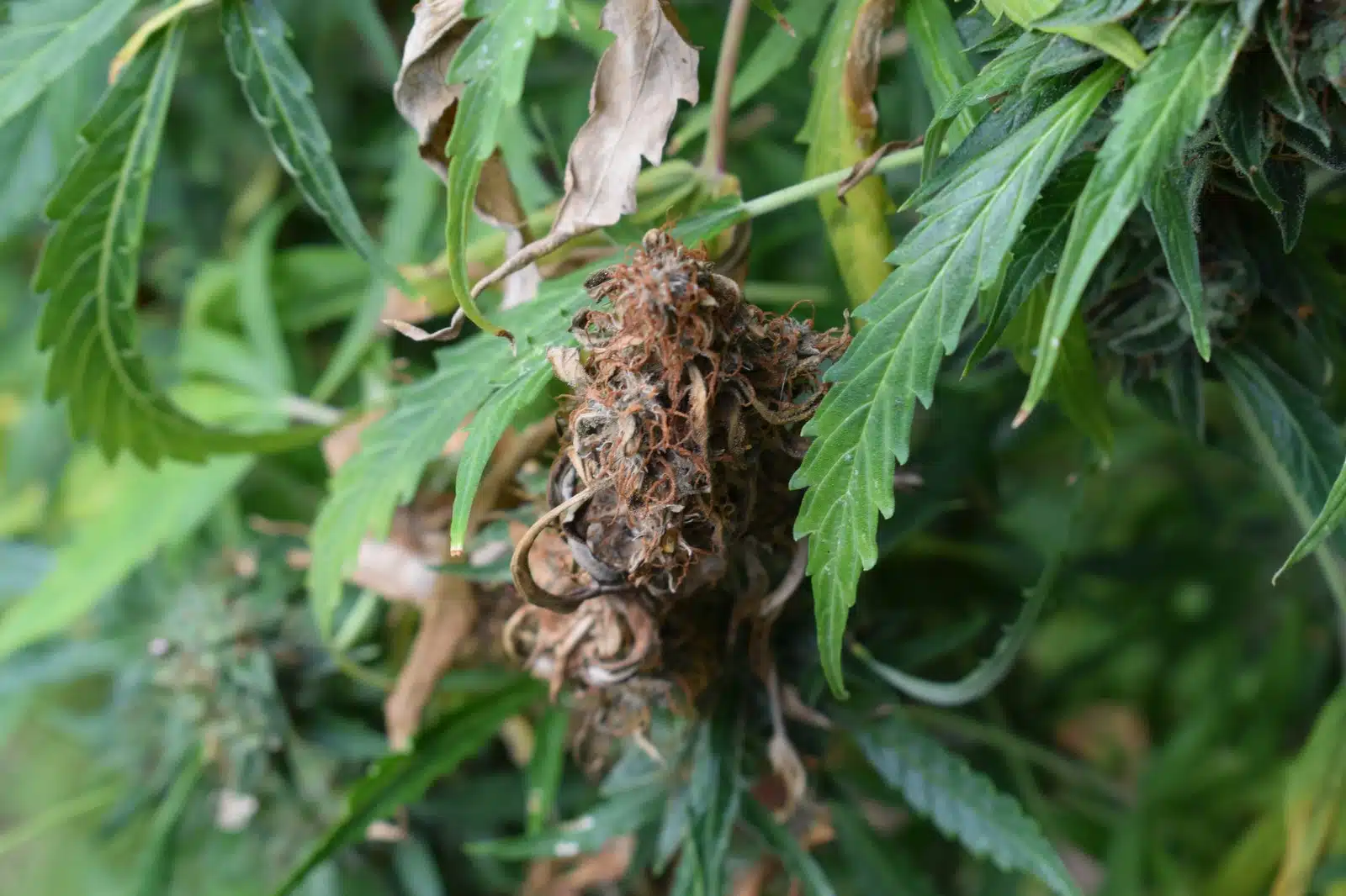 Cannabis y conducción detalle 2