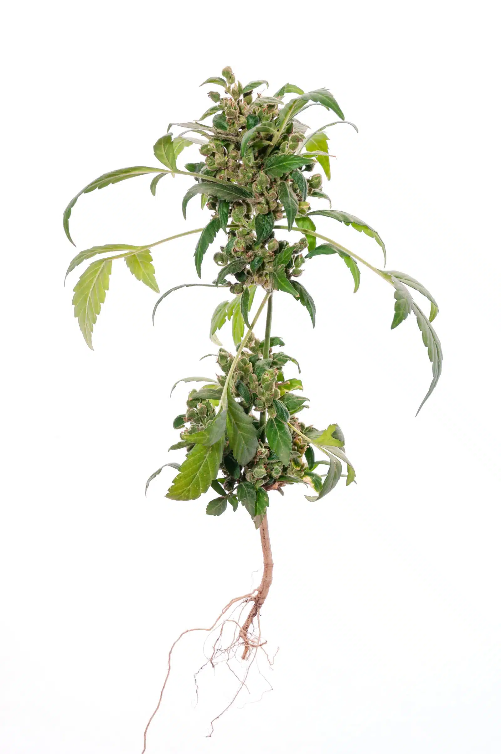 Cannabis y conducción detalle 3
