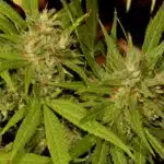 Impacto del estrés en la calidad del cannabis: el caso de la Kali 47 Impacto del estrés en la calidad del cannabis: el caso de la Kali 47