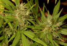 Impacto del estrés en la calidad del cannabis: el caso de la Kali 47