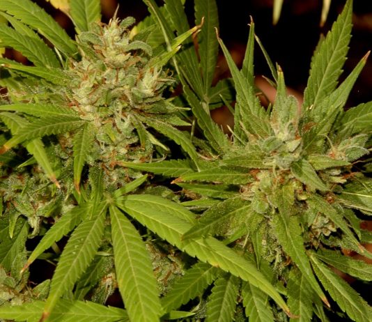 Impacto del estrés en la calidad del cannabis: el caso de la Kali 47