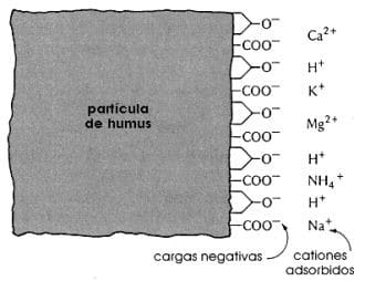 &Aacute;cidos h&uacute;micos detalle 2