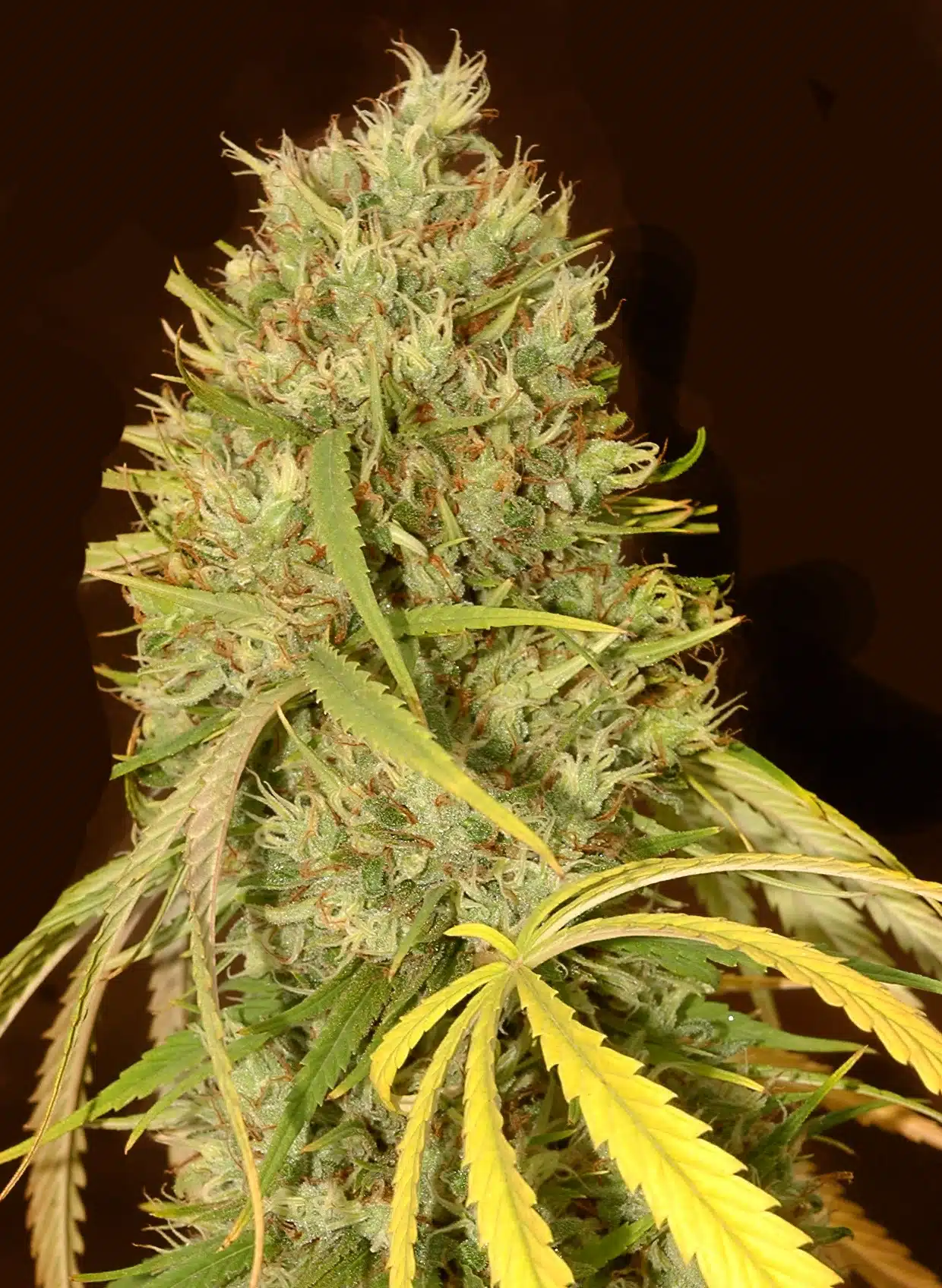 Estr&eacute;s en cannabis detalle 3