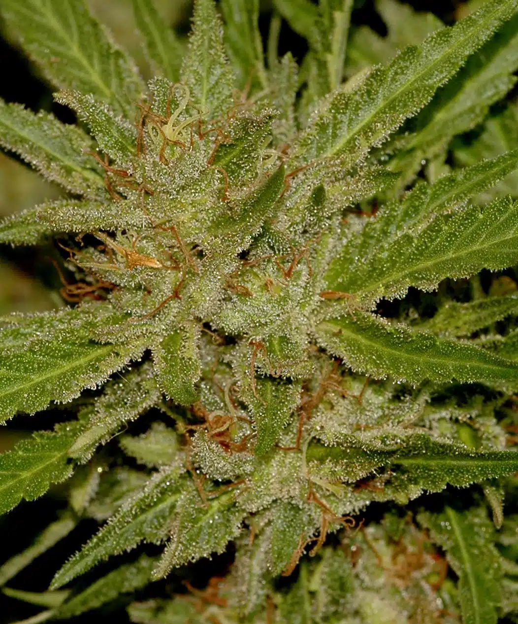 Cannabis medicinal detalle 2