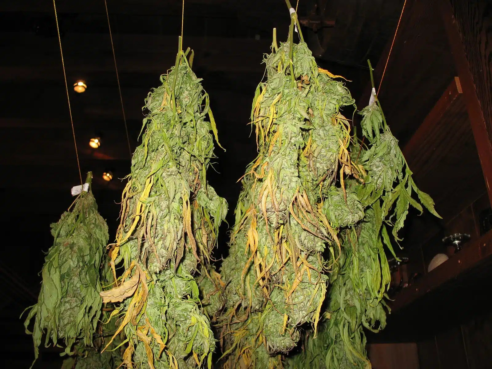 Cannabinoides terapéuticos foto 2
