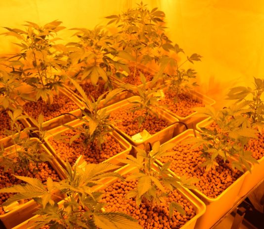 Hidroponía avanzada: ciclo continuo, cosecha y esquejes