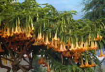 El toé (Datura y Brugmansia): planta psicoactiva amazónica, usos y riesgos