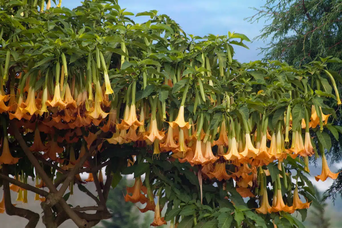 El toé (Datura y Brugmansia): planta psicoactiva amazónica, usos y riesgos