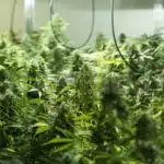 Introducci&oacute;n a la gen&eacute;tica cann&aacute;bica: creadores y variedades