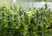 Introducción a la genética cannábica: creadores y variedades