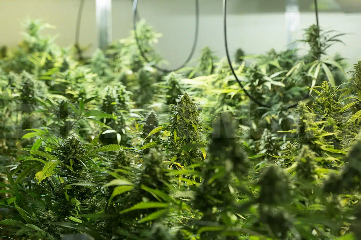 Cultivo indoor cannabis foto 1