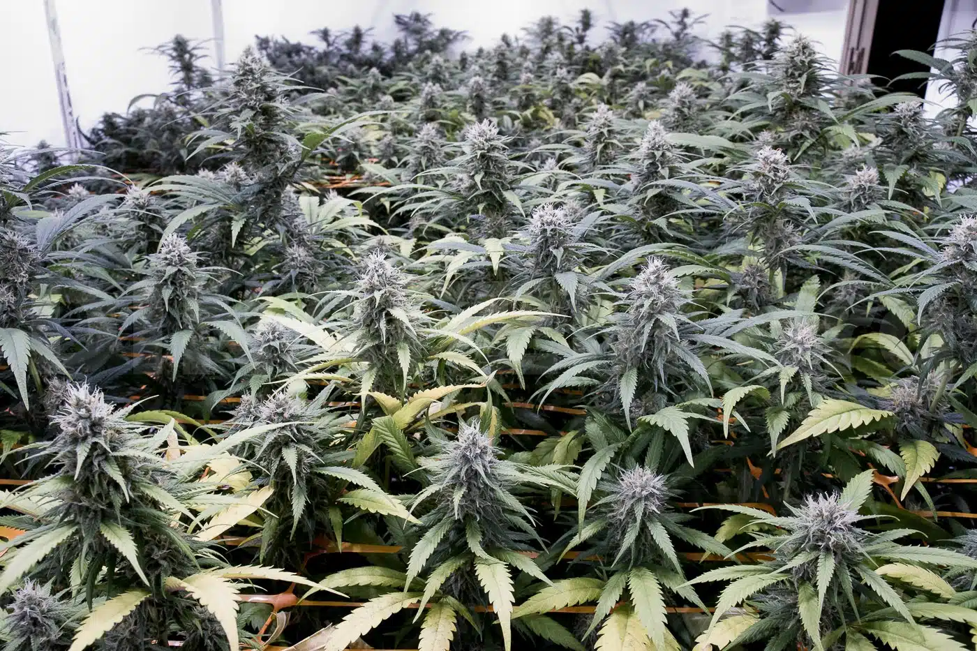 Cultivo indoor cannabis foto 2