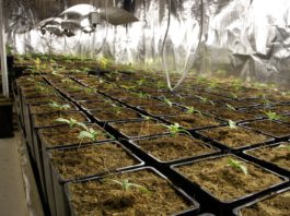Cultivo indoor cannabis: cómo preparar tu espacio