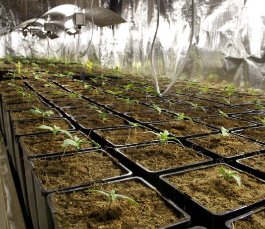 Cultivo indoor cannabis: cómo preparar tu espacio