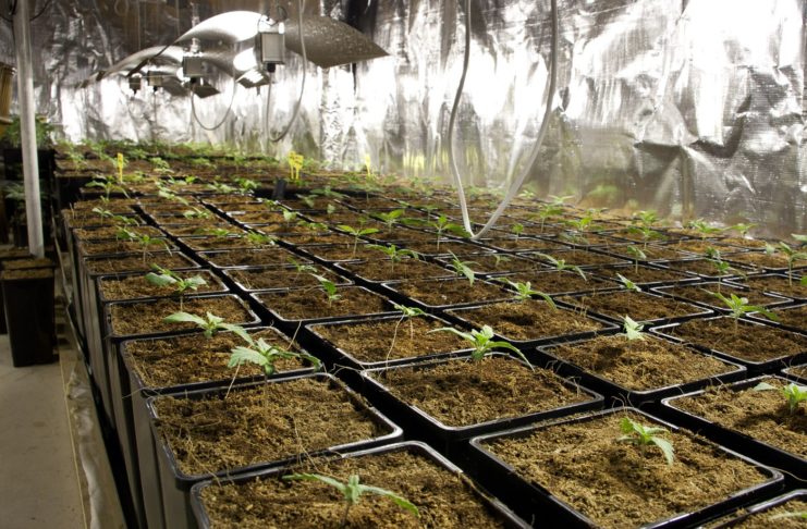 Cultivo indoor cannabis: cómo preparar tu espacio