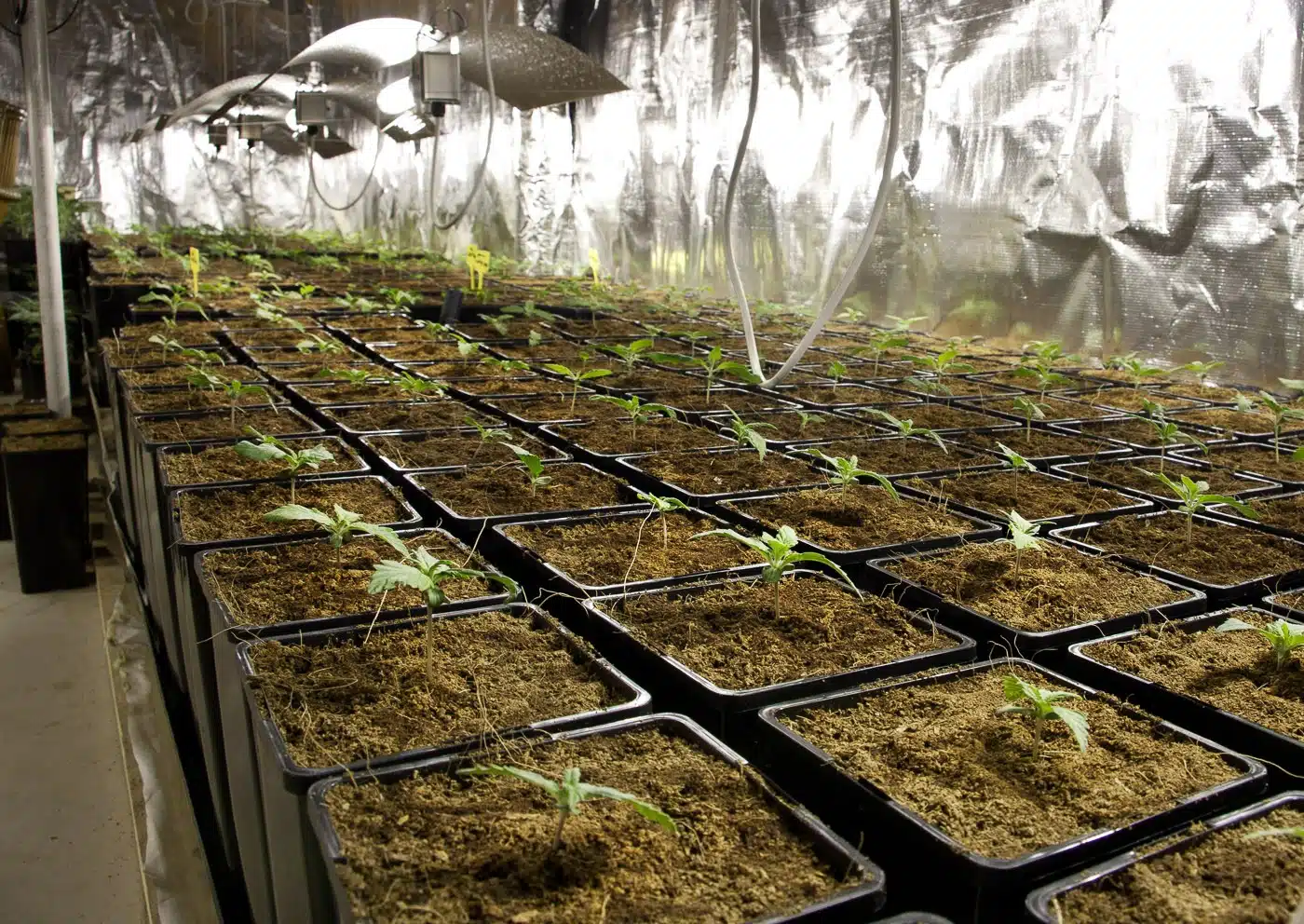 Cultivo indoor cannabis: cómo preparar tu espacio