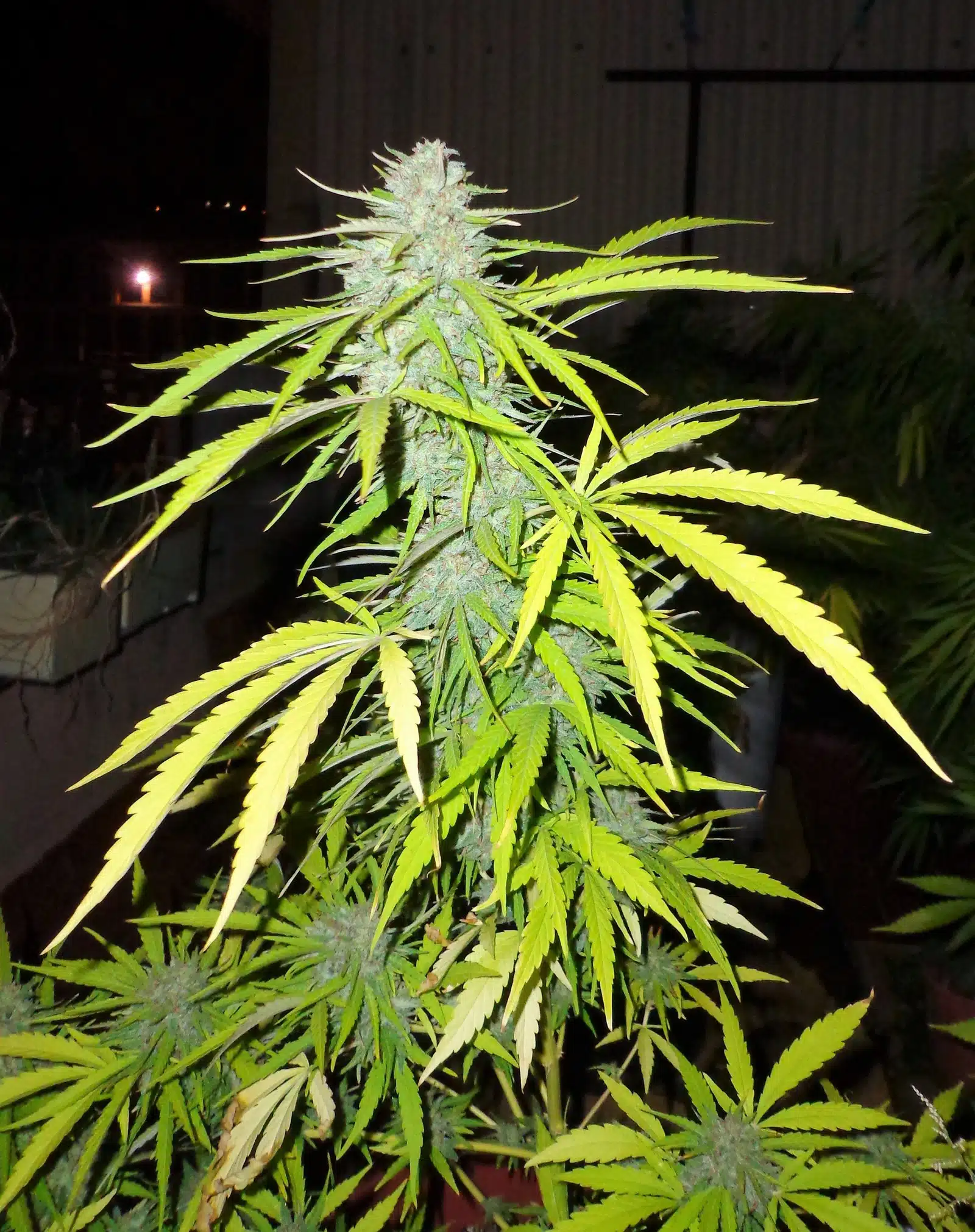 Síntesis de cannabinoides detalle 1