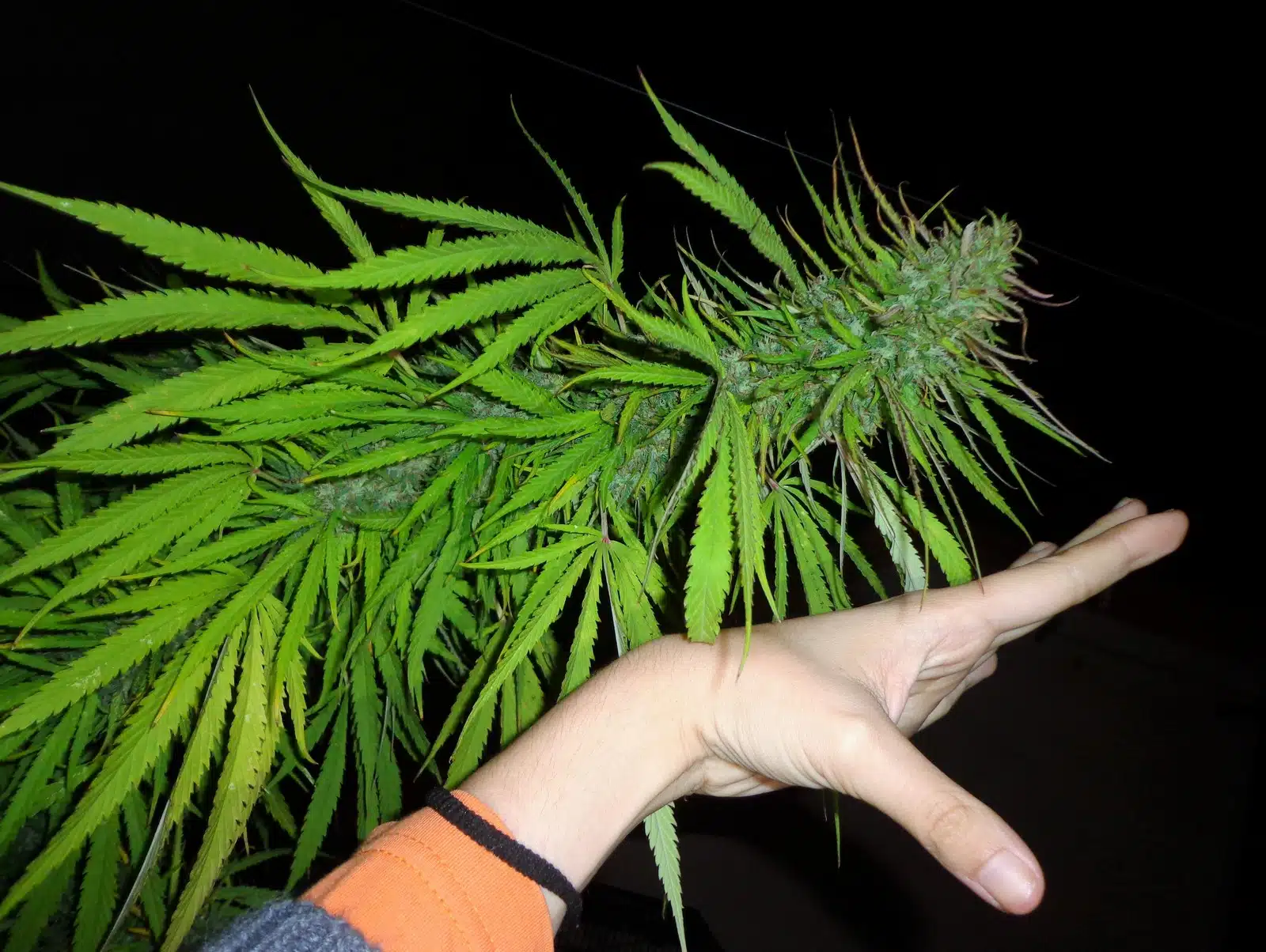 Síntesis de cannabinoides detalle 2