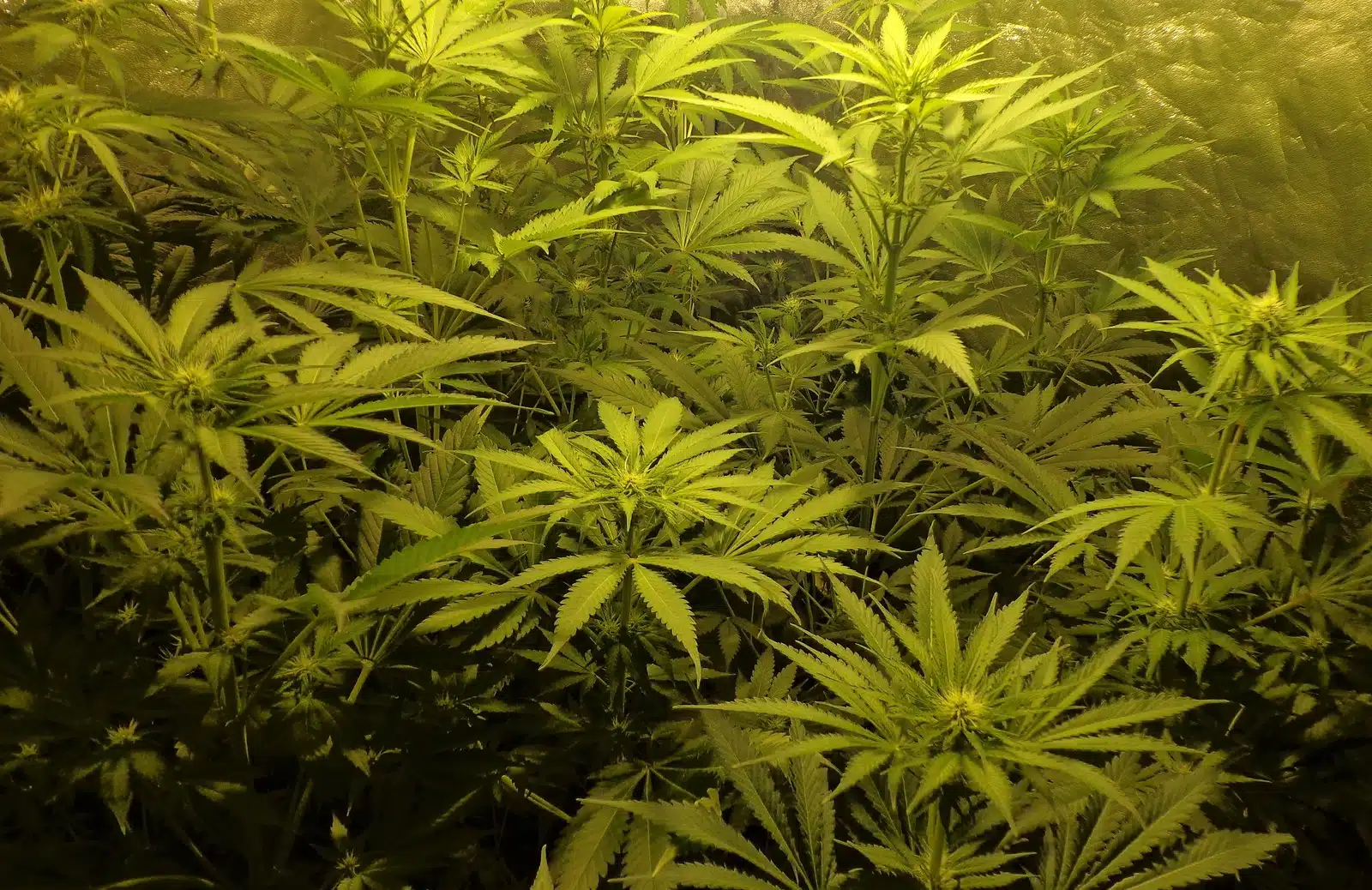 Síntesis de cannabinoides detalle 3