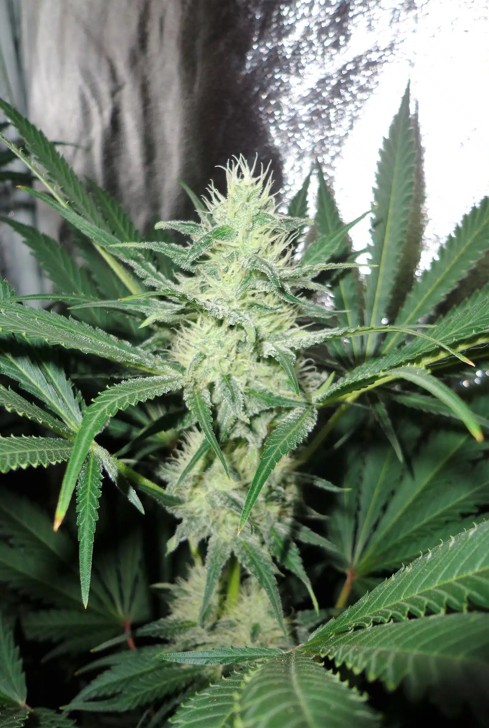 Síntesis de cannabinoides detalle 4