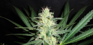 Síntesis de cannabinoides: una guía completa
