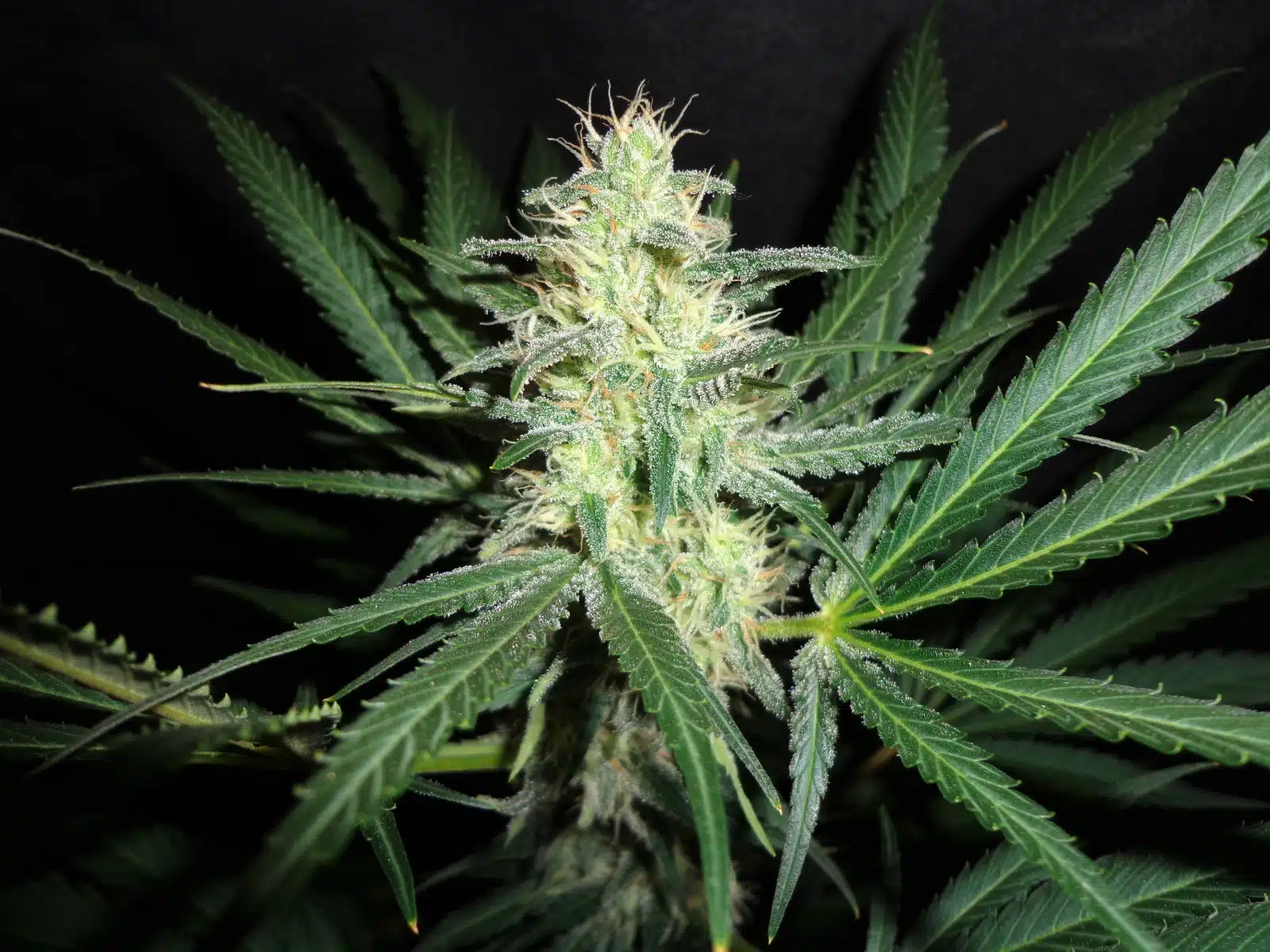 Síntesis de cannabinoides: una guía completa