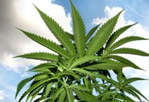 Aplicación de abonos foliares: un método complementario para la nutrición vegetal