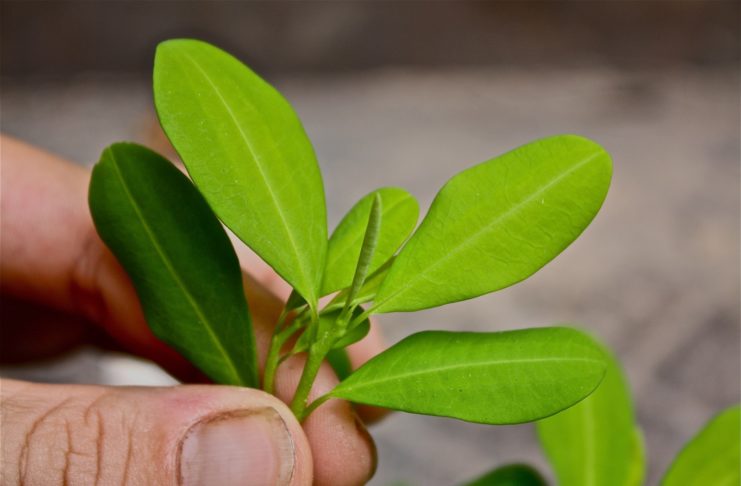 Café en la cultura: un estimulante a través de la historia