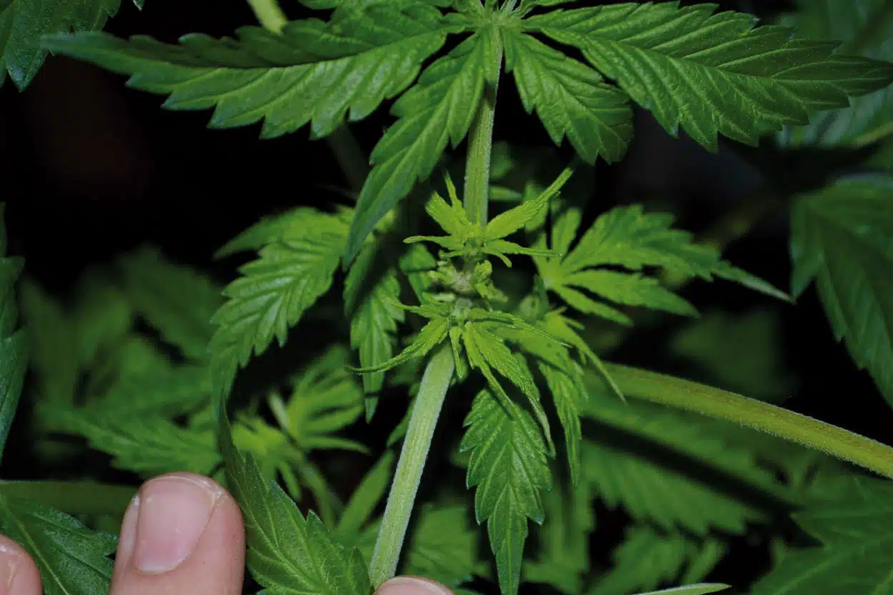 cómo podar plantas de cannabis
