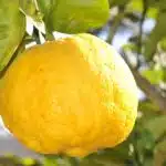 Cannabinoides y terpenos: explorando su potencial Cannabinoides y terpenos: explorando su potencial