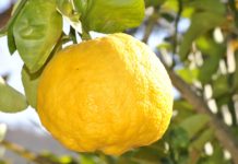 Cannabinoides y terpenos: explorando su potencial