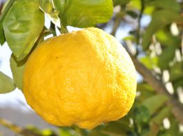 Cannabinoides y terpenos: explorando su potencial