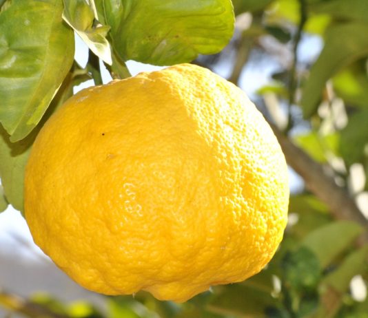 Cannabinoides y terpenos: explorando su potencial