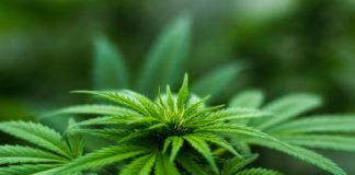 Ecuador abre el debate sobre el cannabis de uso adulto y el autocultivo en una jornada clave de la Asamblea