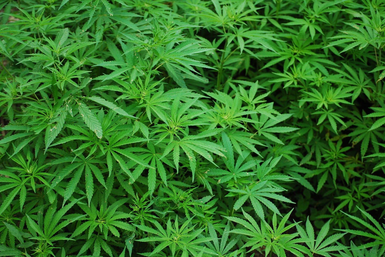 Cultivo de cannabis detalle 2