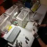 Introducci&oacute;n al drug checking