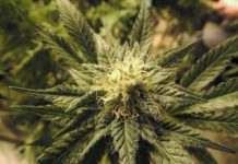 Fijación biológica de nitrógeno: Una solución natural para la agricultura