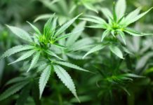 Cultivo de cannabis: Guía para principiantes Cultivo de cannabis: Guía para principiantes