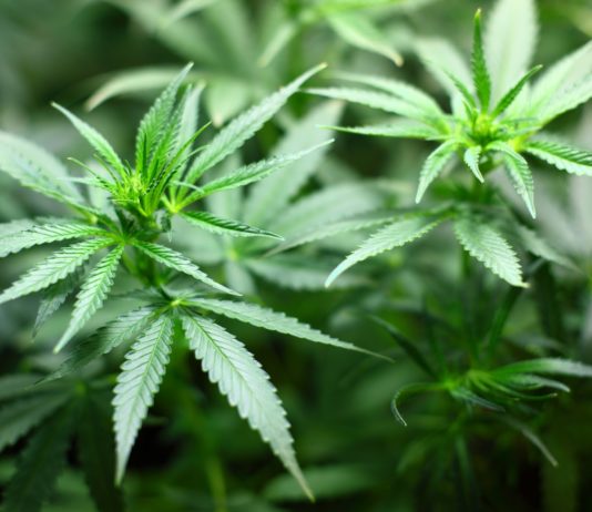Cultivo de cannabis: Guía para principiantes Cultivo de cannabis: Guía para principiantes