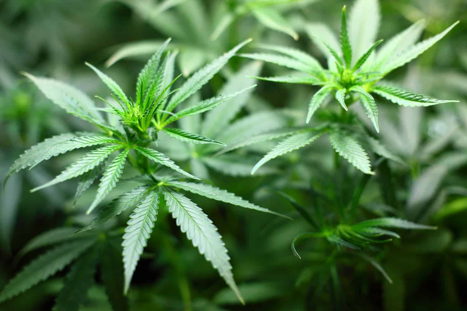 Cultivo de cannabis: Guía para principiantes