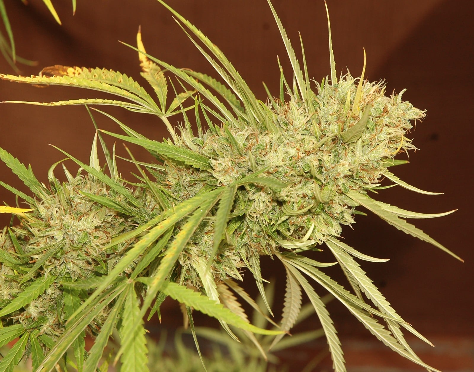 Cultivo avanzado detalle 2