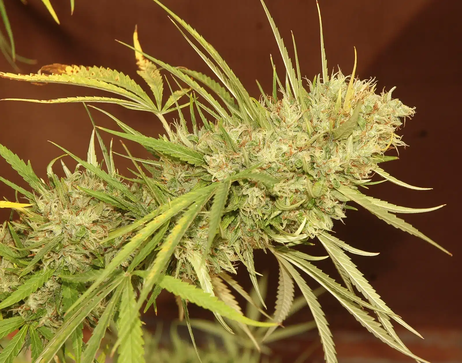 Cultivo avanzado detalle 2