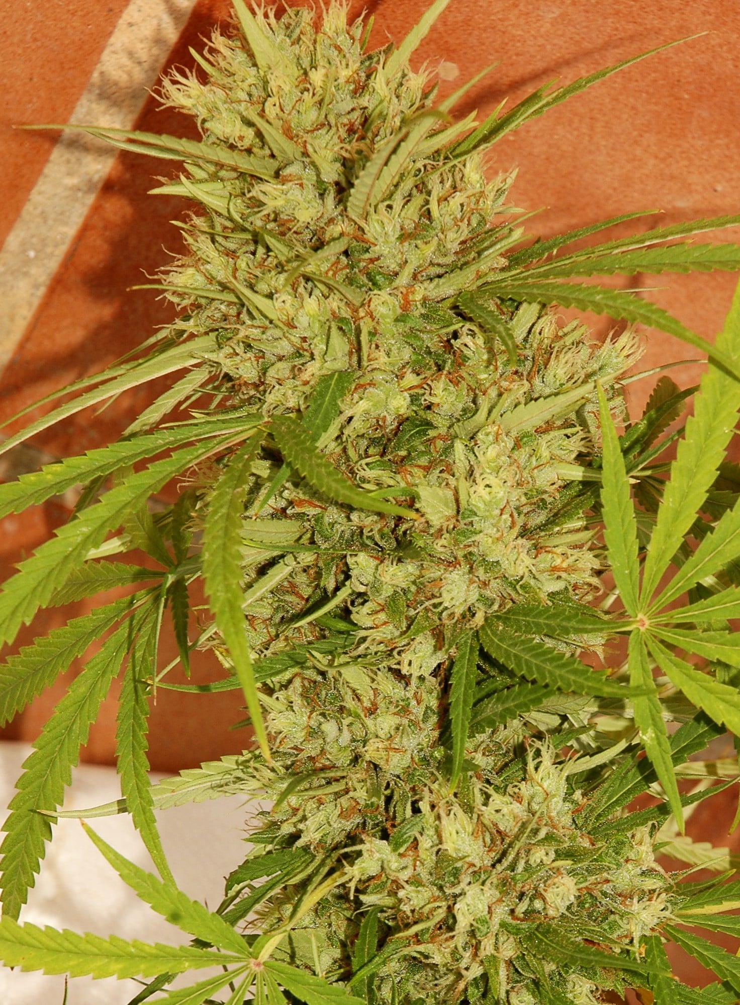 Cultivo avanzado detalle 4