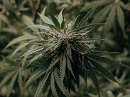 Atlas doméstico del cannabis: así se evitan los fallos críticos del autocultivo planta cannabis